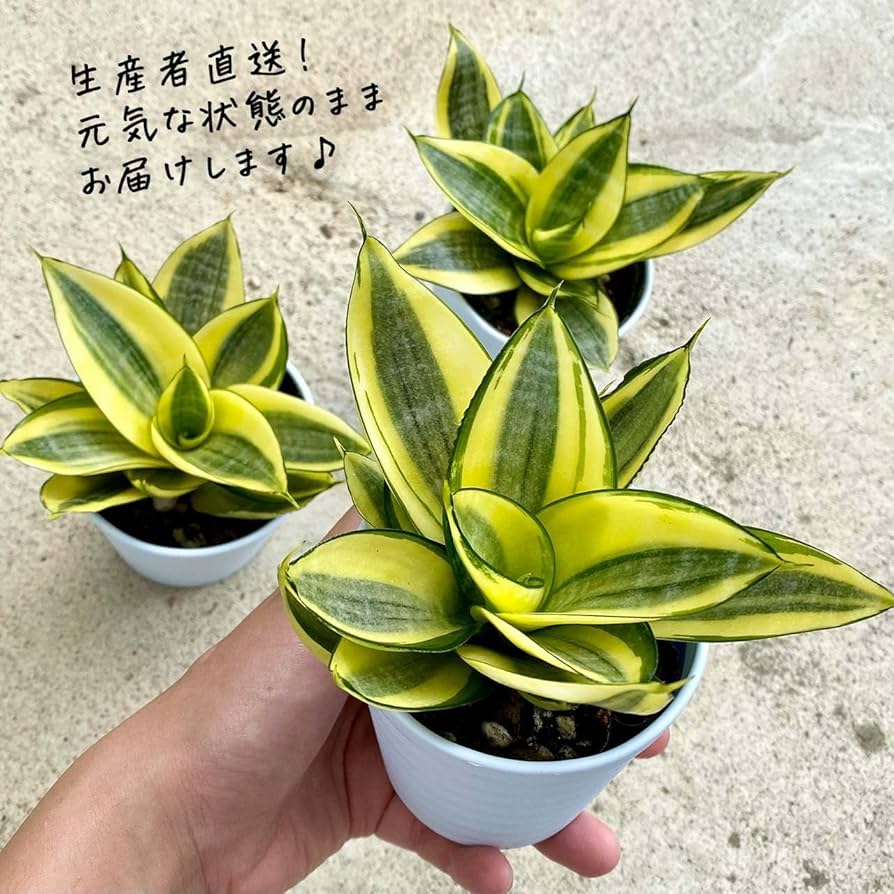 Amazon｜inakougei（イナコウゲイ） 観葉植物 おしゃれ 小さめ